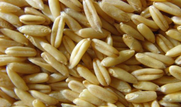 燕麦片食疗作用:+燕麦性平