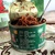河北特产  格林食品干煸菌丝罐头 下饭菜早餐调味佳品125g*8 礼盒包装(2 8灌装)第3张高清大图