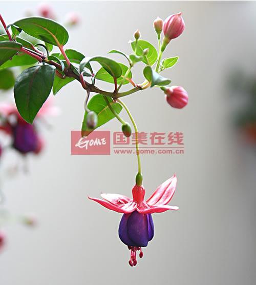 倒挂金钟的养殖方法