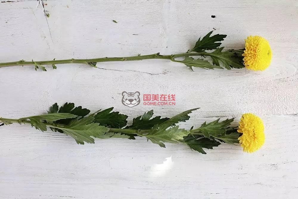 乒乓菊的养护