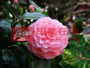 山茶花花语