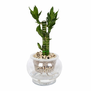 步步高竹子水培