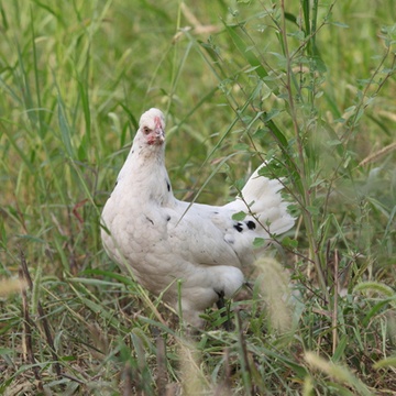 正宗农家散养 白毛乌骨鸡 滋补 孕妇产妇月子土鸡
