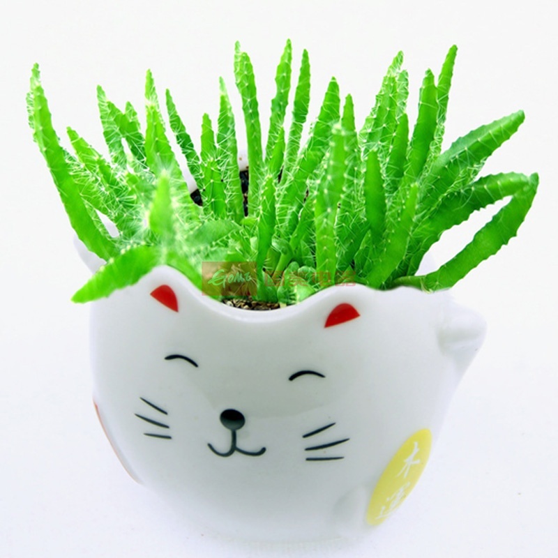 生态e园 迷你绿植 招财猫有氧植栽 绿晶钻 防辐射 桌面绿色植物 办公